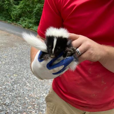 SKUNK REMOVAL