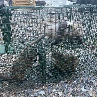 RODENT REMOVAL