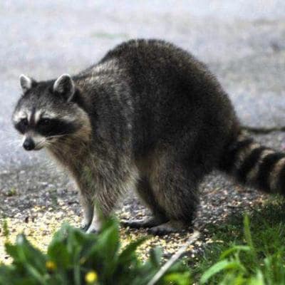 RACCOON REMOVAL